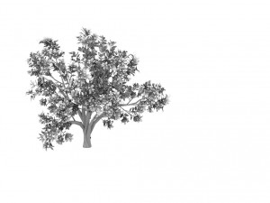 plant - shrub 01 3D Модель