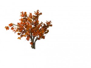 plant - shrub 01 3D Модель