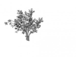 plant - shrub 01 3D Модель