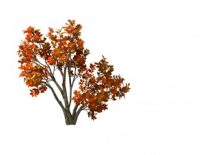 plant - shrub 01 3D Модель