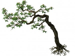plant - safflower tree 3D Модель