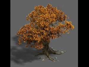 plant - mangrove 1 3D Модель