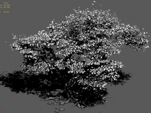 plant - mangrove 1 3D Модель