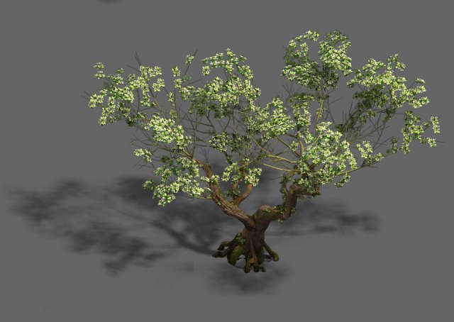 plant - pear tree Modello 3D .c4d .max .obj .3ds .fbx .stl .blend 