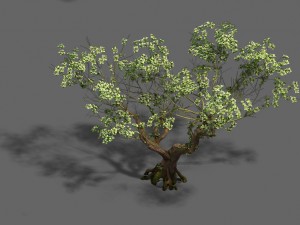 plant - pear tree 3D Модель