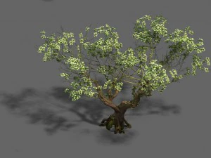 plant - pear tree 3D Model