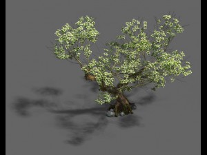 plant - pear tree Modello 3D