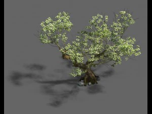 plant - pear tree 3D Model