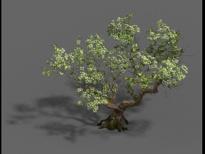 plant - pear tree Modello 3D
