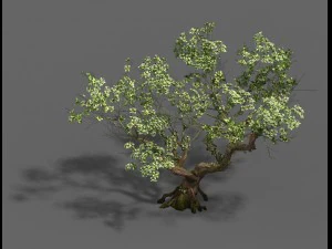 plant - pear tree 3D Model