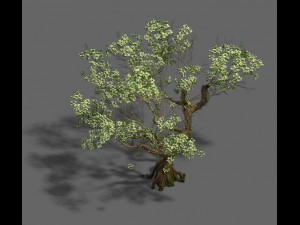 plant - pear tree Modello 3D