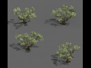 plant - pear tree 3D Model