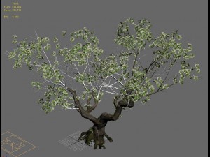 plant - pear tree Modello 3D