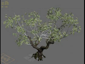 plant - pear tree 3D Model