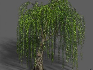 plant - willow 12 3D Модель