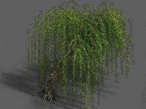 plant - willow 12 3D Модель