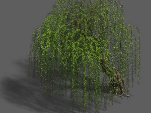 plant - willow 12 3D Модель