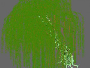 plant - willow 12 3D Модель