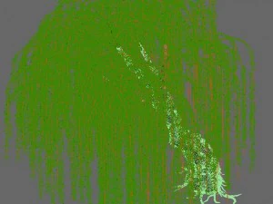 plant - willow 12 3D Model