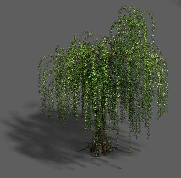 plant - willow 13 3D Model .c4d .max .obj .3ds .fbx .stl .blend 
