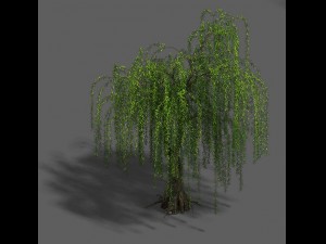plant - willow 13 3D Модель