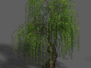 plant - willow 13 3Dモデル