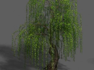 plant - willow 13 3D Model