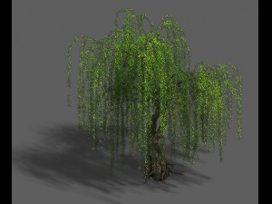plant - willow 13 3Dモデル