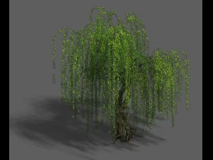 plant - willow 13 3D Model