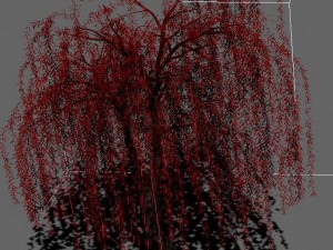 plant - willow 13 3Dモデル