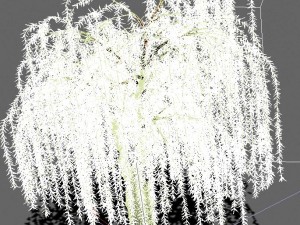 plant - willow 13 3Dモデル