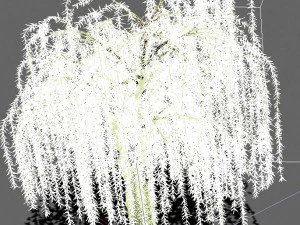 plant - willow 13 3D Model