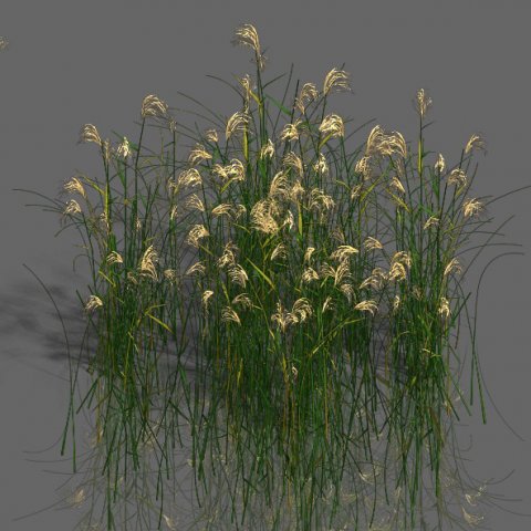 plant - aloe Modello 3D .c4d .max .obj .3ds .fbx .stl .blend 