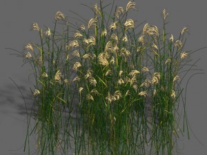 plant - aloe 3D Модель