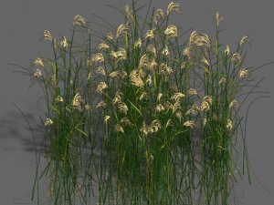 plant - aloe 3D Model