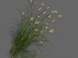 plant - aloe Modello 3D
