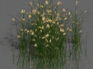 plant - aloe Modello 3D