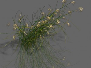 plant - aloe Modello 3D