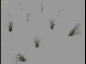 plant - aloe Modello 3D