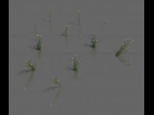 plant - aloe Modello 3D