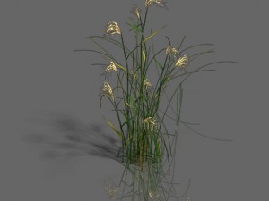 plant - aloe Modello 3D