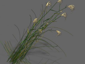 plant - aloe Modello 3D