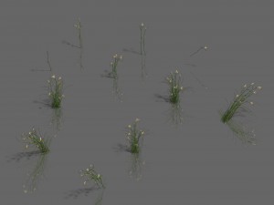plant - aloe Modello 3D