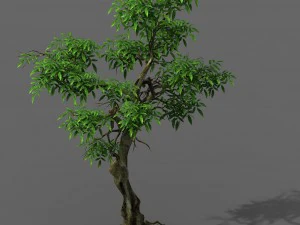 पौधा - हरा पेड़ 1 3D मॉडल