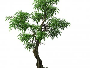 plant - green tree 1 3D Model