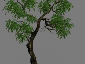 plant - green tree 1 3D Model