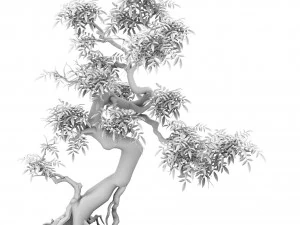 plant - groene boom 3 3D Model