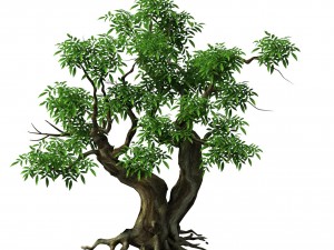 plant - green tree 3 3D Model