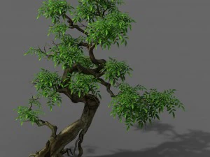 plant - green tree 4 3D Model
