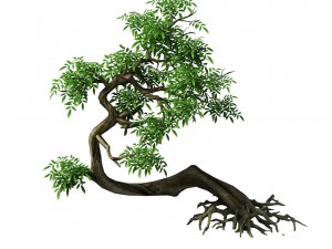 plant - green tree 4 3D Model